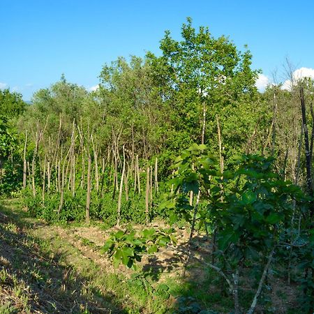 Benvenuti Nel Sud Bed & Breakfast Sessa Cilento Luaran gambar