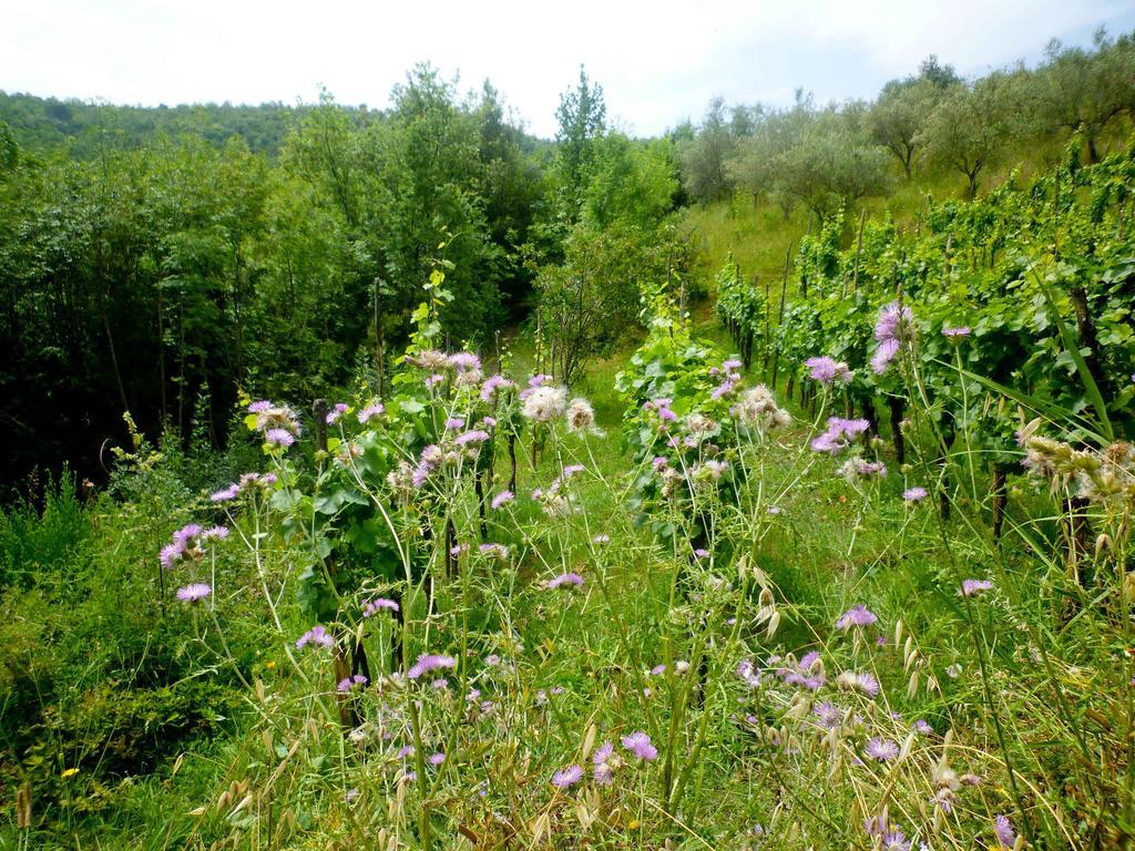 Benvenuti Nel Sud Bed & Breakfast Sessa Cilento Luaran gambar